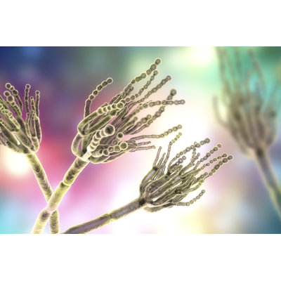 «Fungi Penicillium», impression sur toile tendue