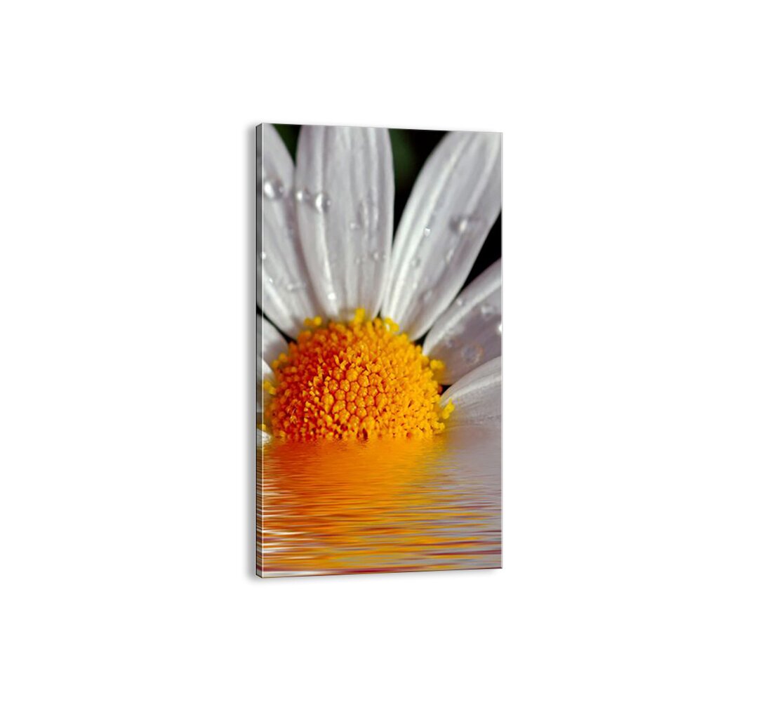 Leinwandbild - Fotografie „Sun Rising Daisies”