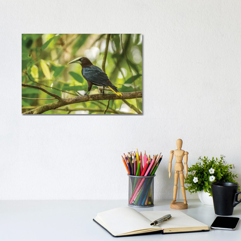 Costa Rica, Sarapiqui River Valley. Chestnut-Headed Oropendola Bird On Limb. by Jaynes Gallery - Wrapped Canvas Print