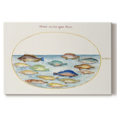 Hoefnagel Sea Vignettes V - galerie enveloppée Cavas