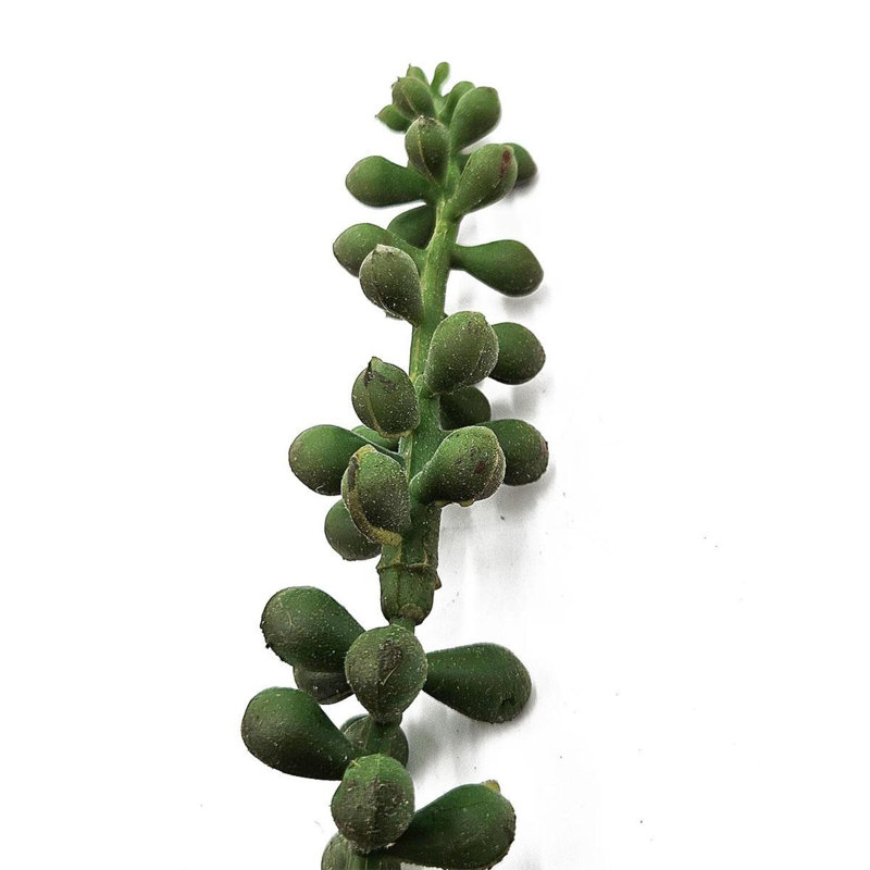 Succulent Arrangement
