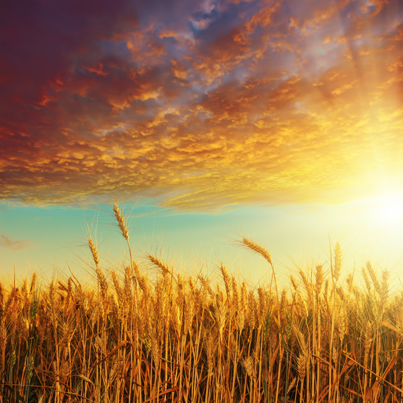 Sunset Over Harvest by Mycola - Wrapped Canvas Print, 30cm H x 46cm W