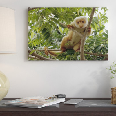 " Spotted Cuscus Portrait "