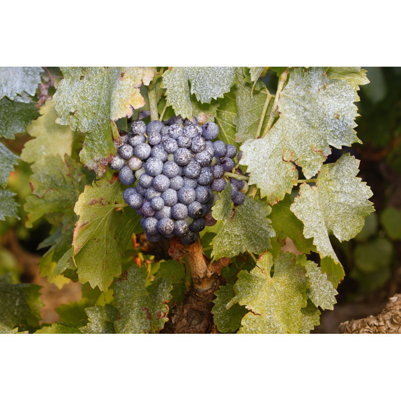 Vine Fungicide by Image2roman - Wrapped Canvas Print, 61cm H x 91cm W