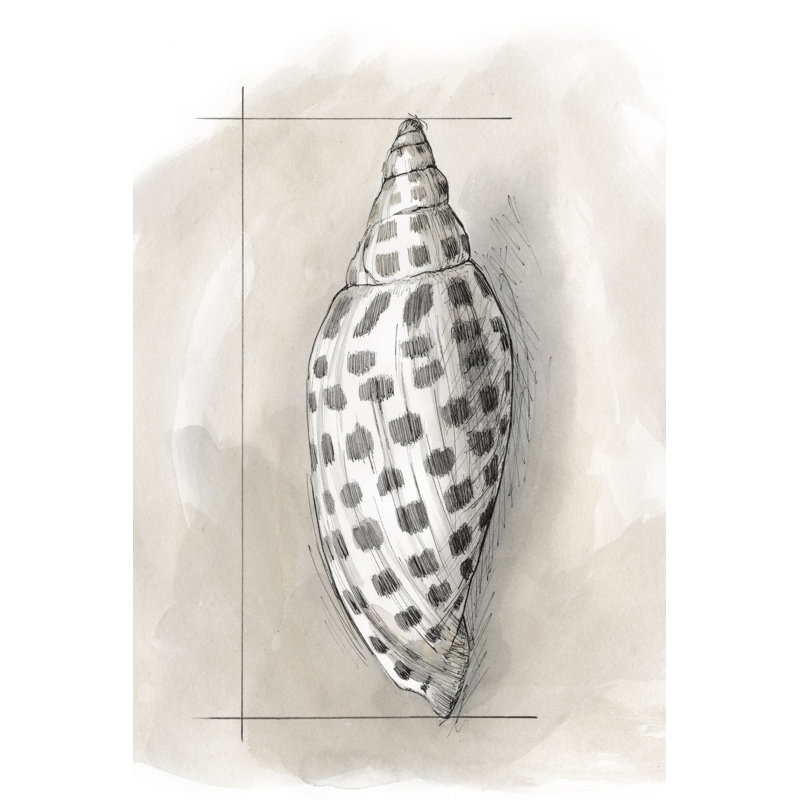 Shell Schematic IV by Megan Meagher - Wrapped Canvas Painting, 122cm H x 81cm W x 3.8cm D