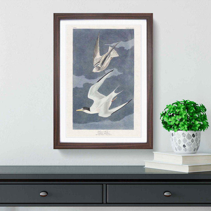 Lesser Tern Birds by John Audubon - Framed Print, Walnut Framed, 36cm H x 27cm W x 2cm D