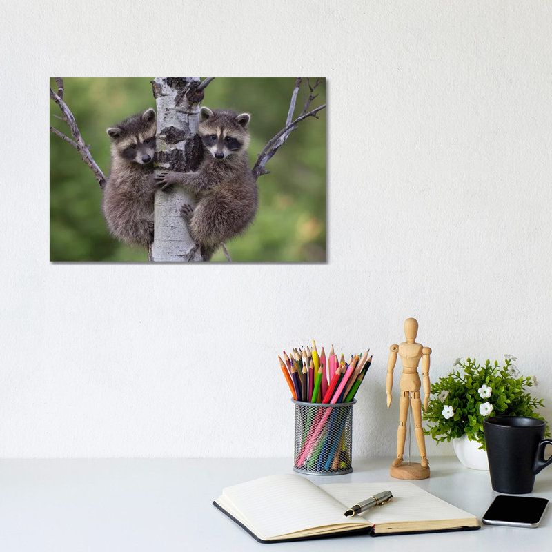 Raccoon Two Babies Climbing Tree, North America I by Tim Fitzharris - Wrapped Canvas Print, 20.32 cm H x 30.48 cm W