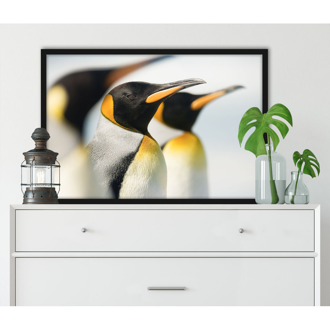 Pinguine - Poster Im Rahmen