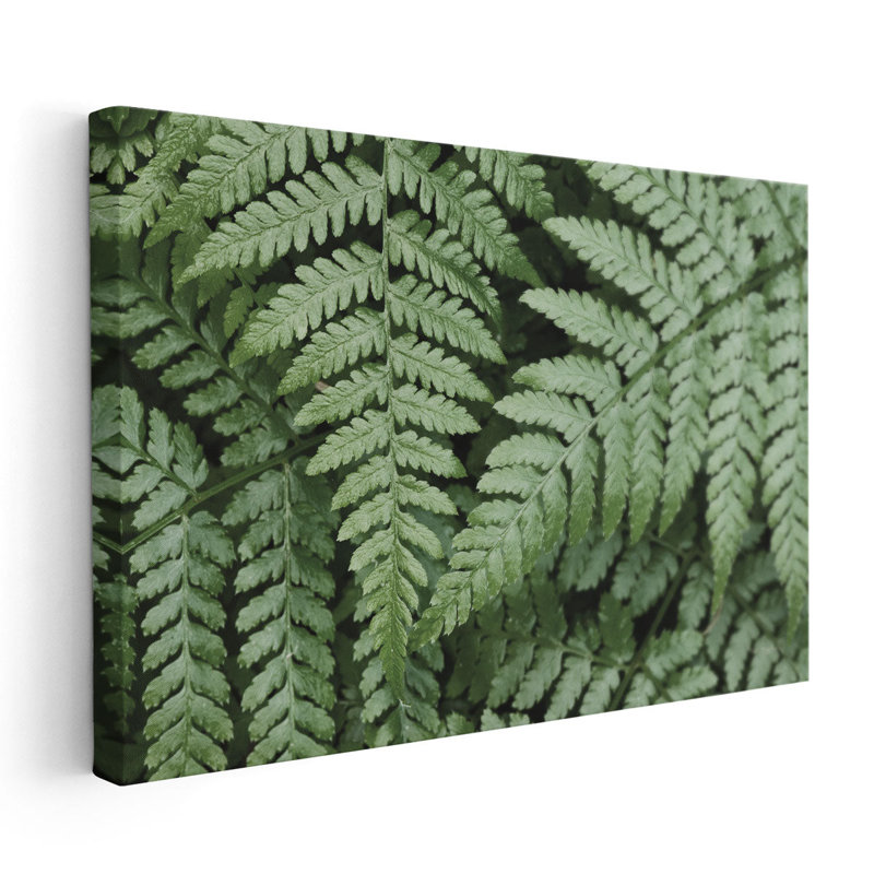 Lady Ferns II - reproduction d'art sur toile, H 32 po x l 48 po