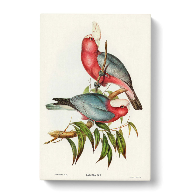 Rose-Breasted Cockatoos by Elizabeth Gould - Wrapped Canvas Print, 60cm H x 40cm W x 3cm D