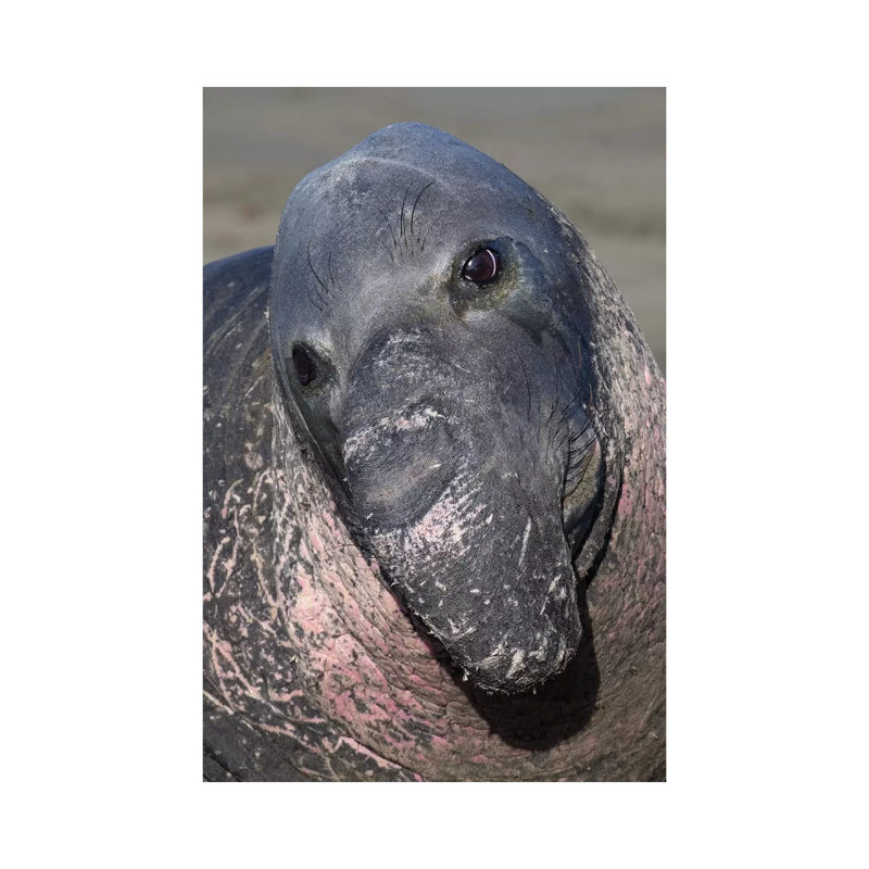 «Elephant Seal California» par Mogens Trolle - photographie sur toile tendue, H 18 po x l 12 po x 1,5 po