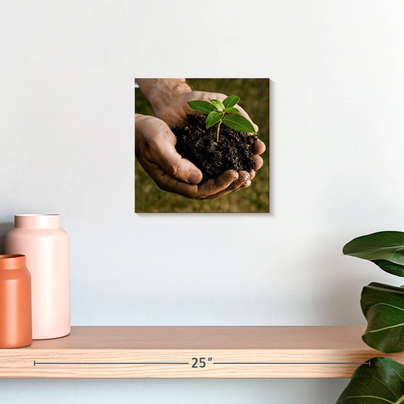 Senne New Seedling Sprouting, H 10 po x l 10 po