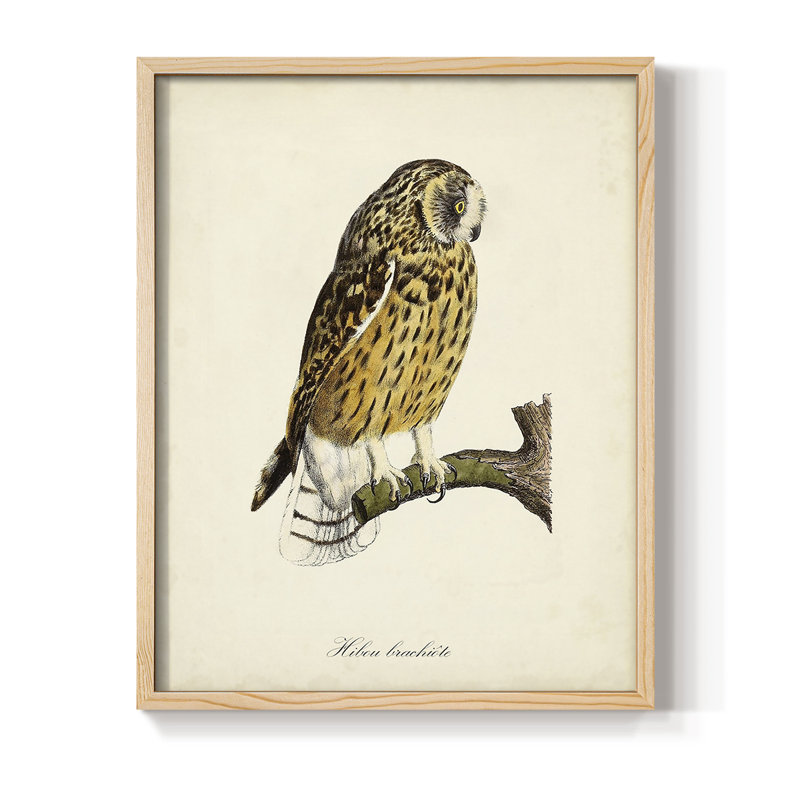 «French Owls II», reproduction encadrée - bois massif, H 30 po x l 24 po