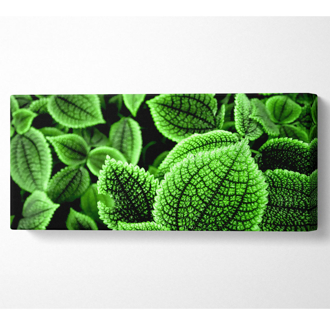 Beautiful Green Leaves - Kunstdrucke auf Leinwand