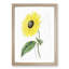 A Californian Sunflower - Wall Art-55457556-55457557