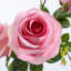 Pulvérisateur de rose artificiel-1476164128