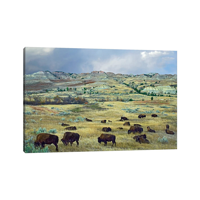 American Bison Herd Grazing On Shortgrass Praire Near Scoria Point, Theodore Roosevelt National Park, North Dakota I by Tim Fitzharris - Wrapped Canvas Print