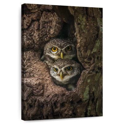 Brampt Owl Twins