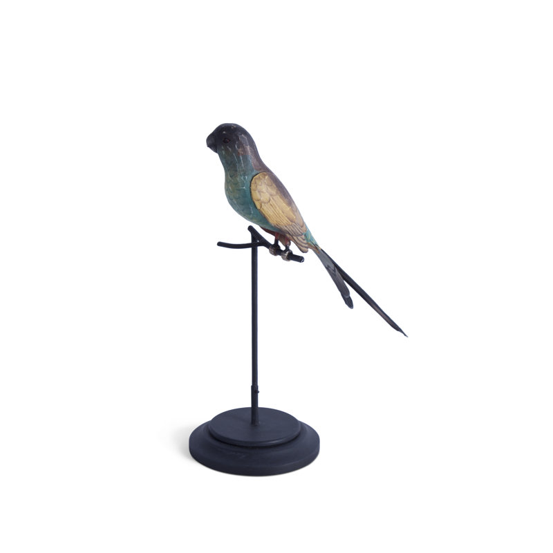 Hooded Parrot