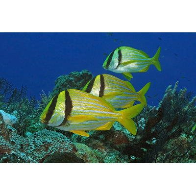 Govan Three Porkfish - Wrapped Canvas Print