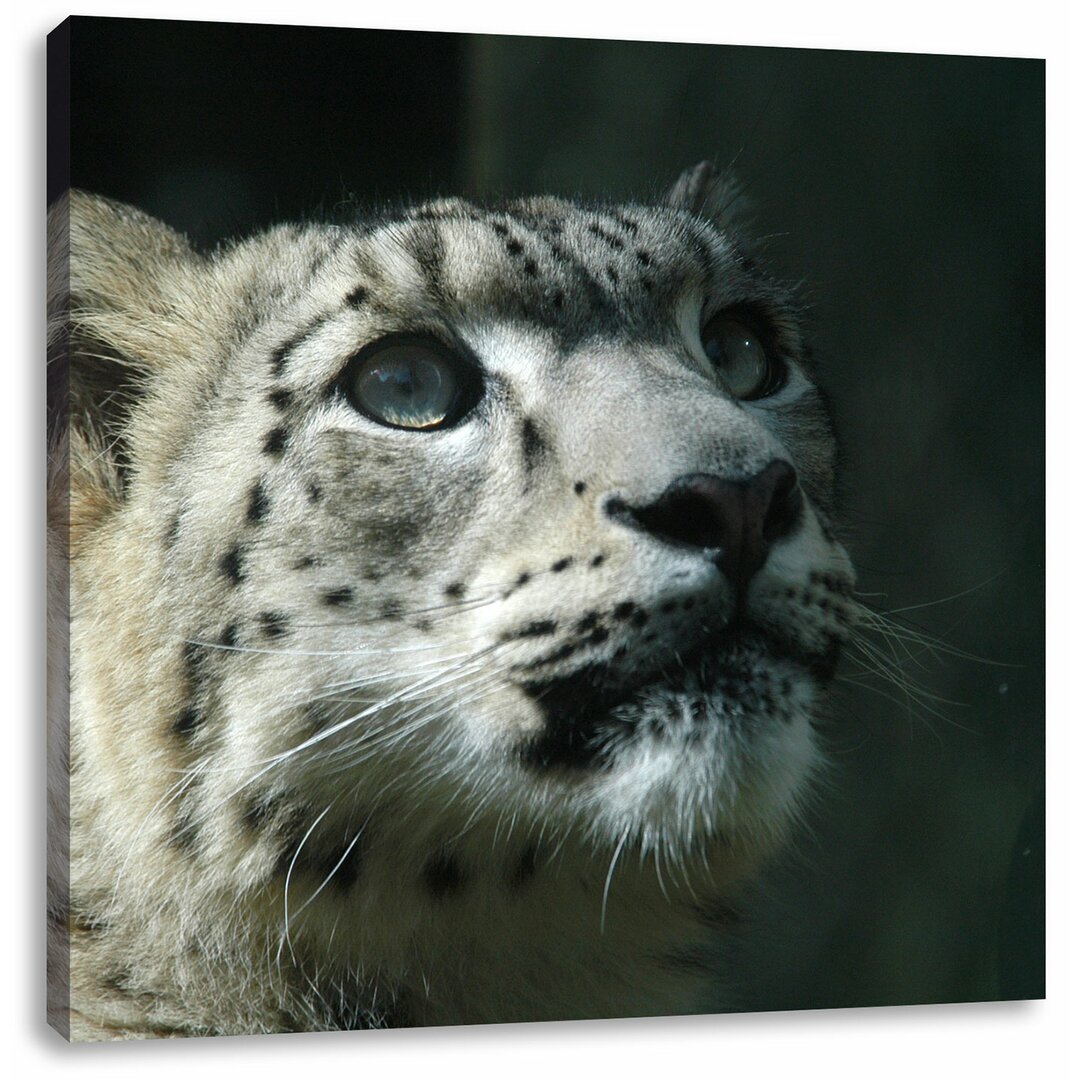 Leinwandbild Leopard