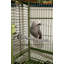 Perchoir chauffant en métal pour cage intérieure-4769179