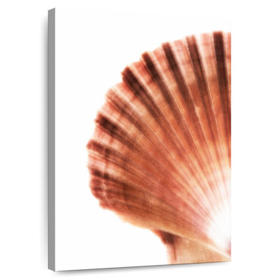 Scallop seashell ii Aletra