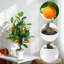 50cm Plant