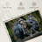 Crowle Chimps And Bonobos-111884649
