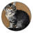 Washable German Rex Cats Area Rug-1265832182