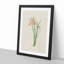 Pink Zephyr Lily Illustration - Framed Print-55616649-55616650