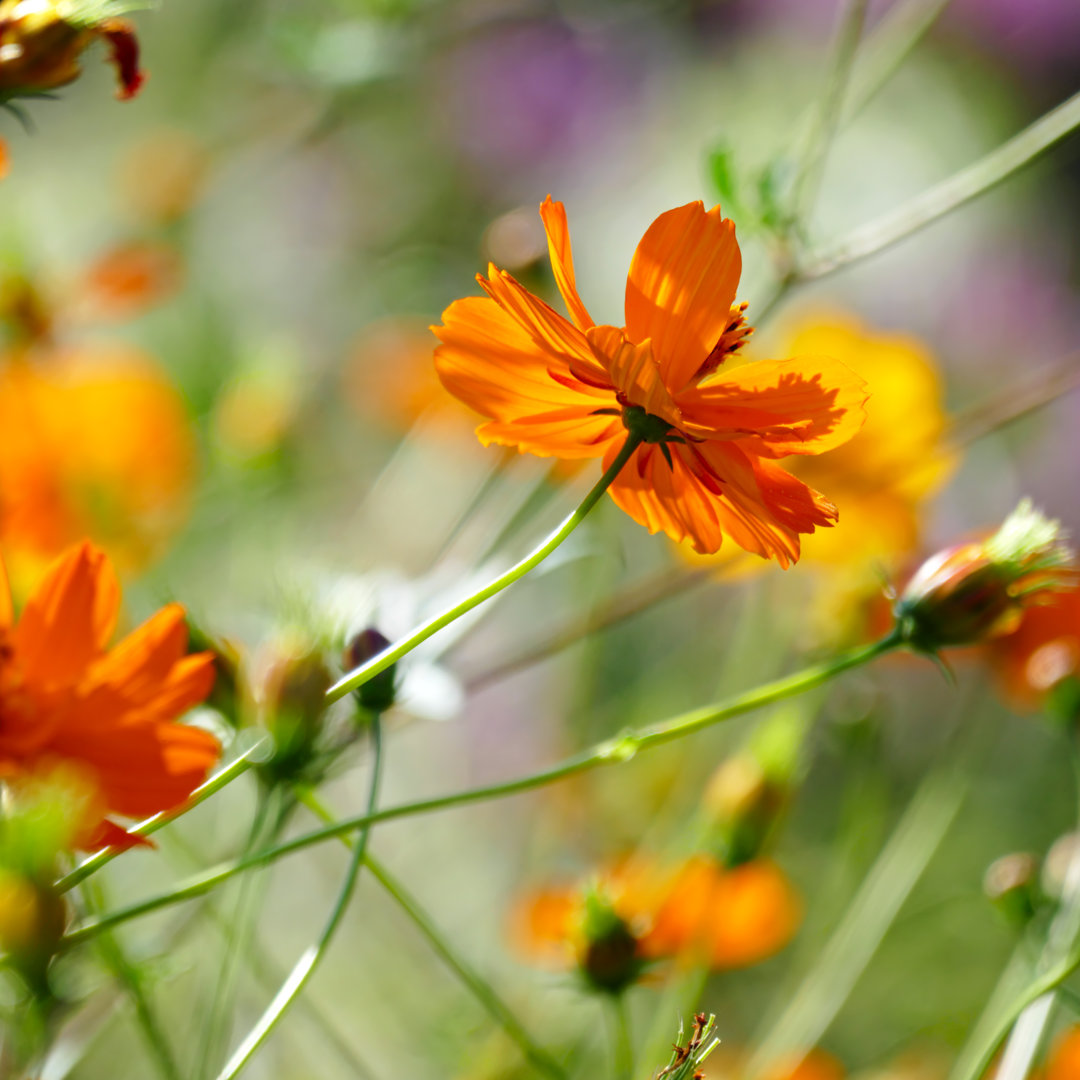 Leuchtend orangefarbene Blumen - Fotografie ohne Rahmen auf Leinwand