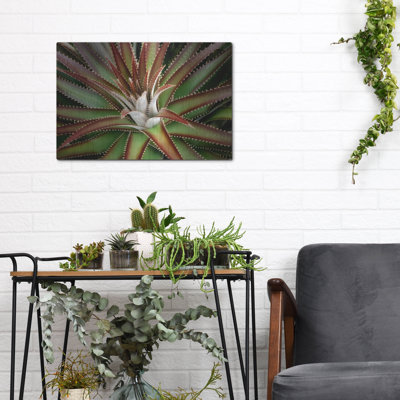 «Succulent VI» par Dennis Frates