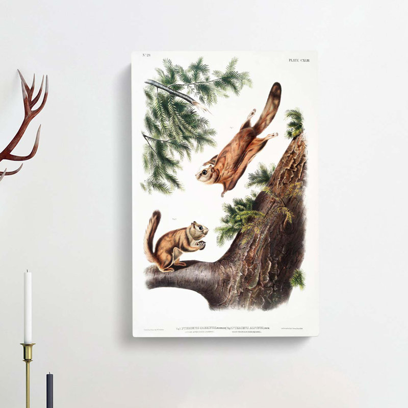 Two Flying Squirrels by J.W. Audubon - Wrapped Canvas, 60cm H x 40cm W x 3cm D