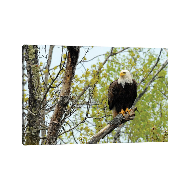 Bald Bald par Brian Wolf - photographie sur toile tendue, H 8 po x l 12 po x P 0,75 po