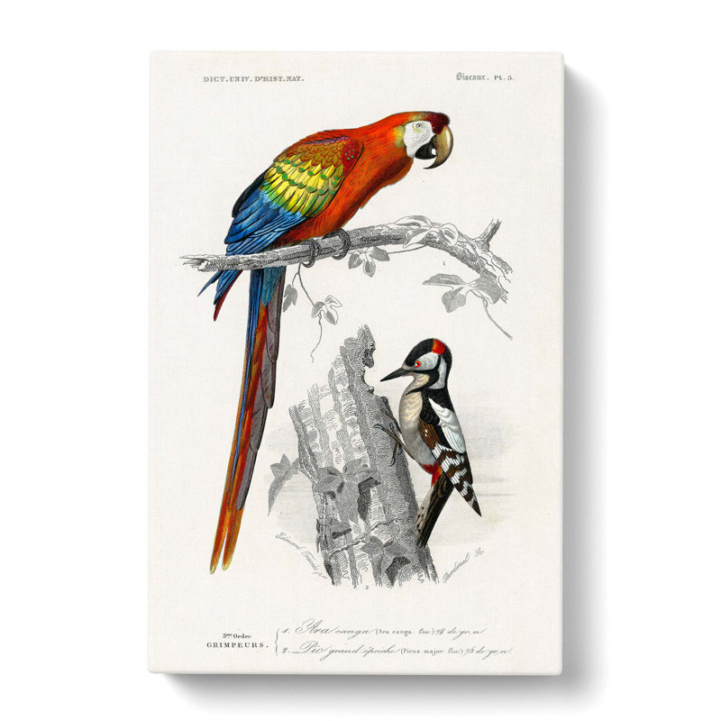 Parrot And Woodpecker by Charles D Orbigny - Wrapped Canvas, 50cm H x 35cm W x 3cm D