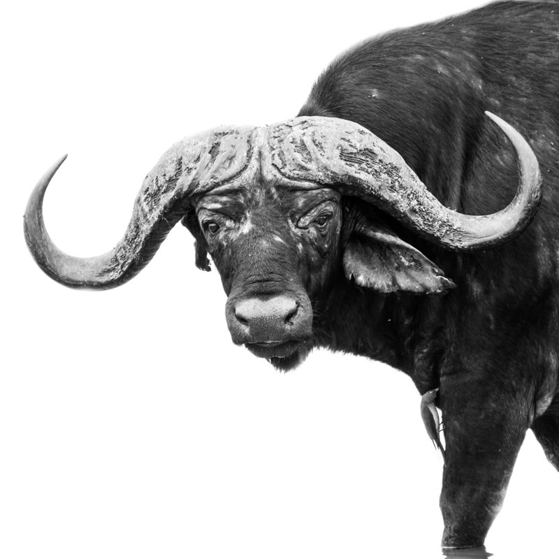 Black and White African Buffalo with Bird on Its Leg 1 Piece Wrapped Canvas Wall Art, 122cm H x 122cm W x 3.8cm D