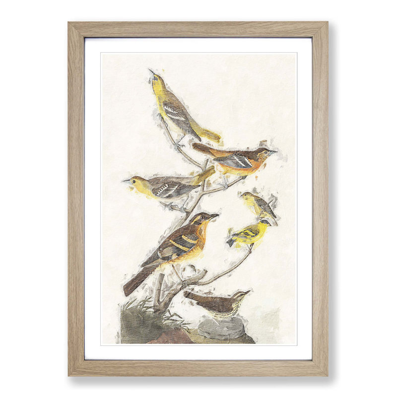 A Collection of Birds by John Audubon - Picture Frame Painting Print on Paper, 33cm H x 24cm W x 2cm D, Oak Framed