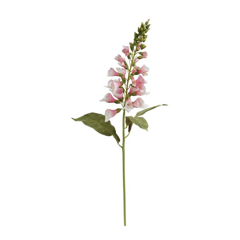 TIGE FOXGLOVE