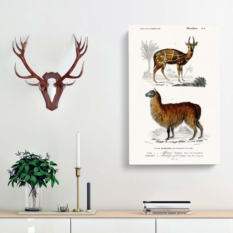 Alpaca and Antelope - Wrapped Canvas, 60cm H x 40cm W x 3cm D