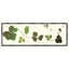 Kudzu Vine Print by Sandy Whitaker-114952168
