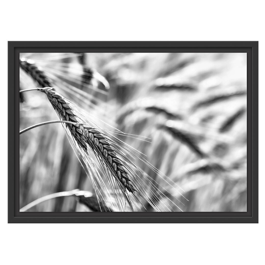 Gerahmtes Wandbild Weizen auf dem Feld