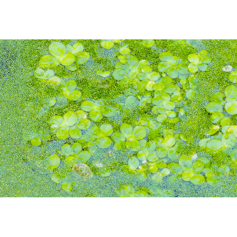 Wolffia Globosa - photographie sur toile tendue, H 8 po x l 12 po x P 1,25 po