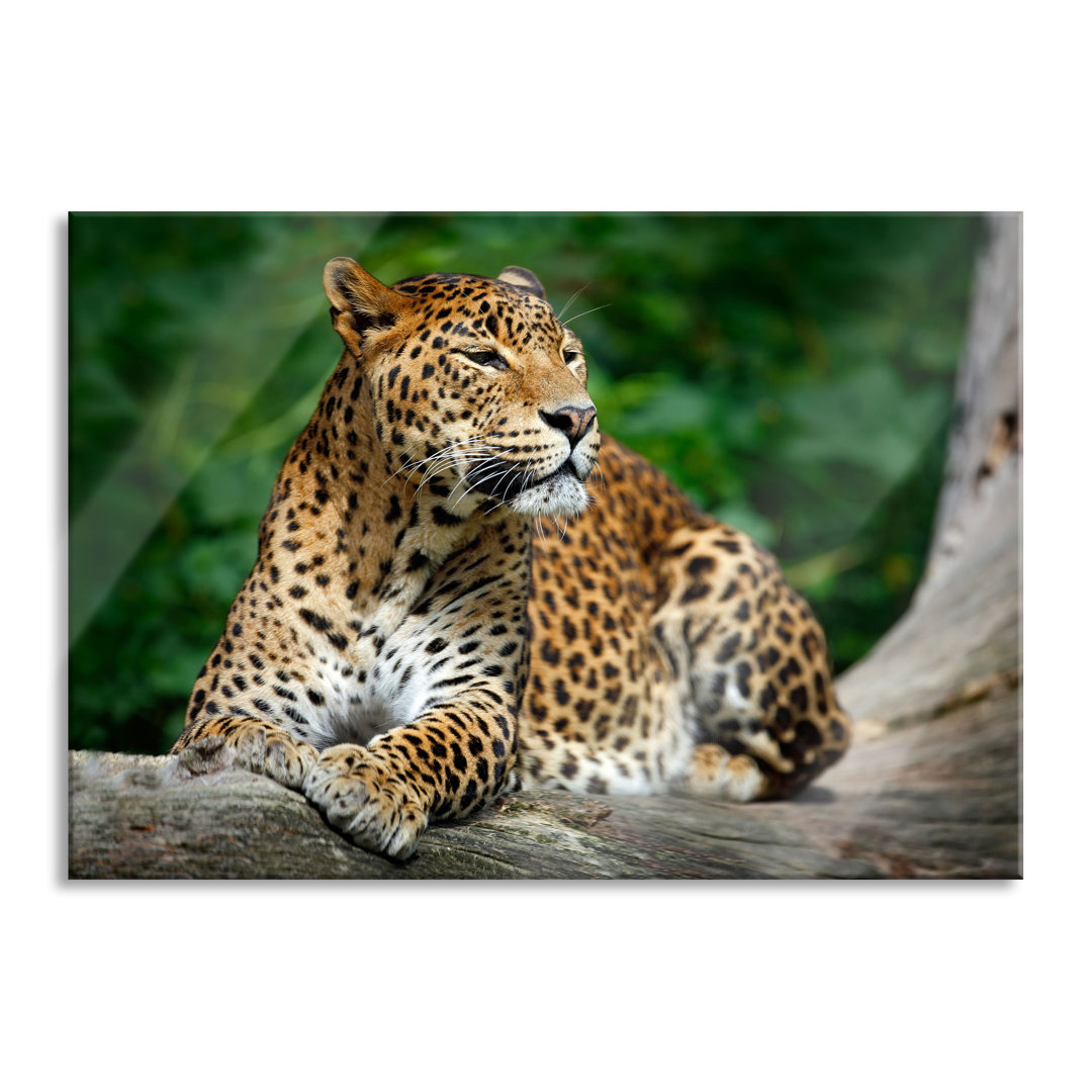 Glasbild Wunderschöner Leopard in der Natur