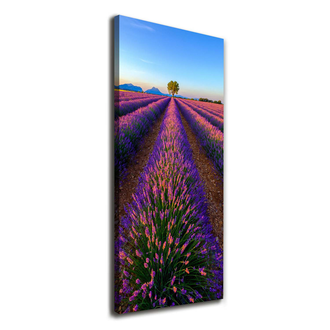 Lavendelfeld - Kunstdrucke auf Leinwand - Wrapped Canvas