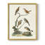 «Antique Birds in Nature IV», reproduction encadrée - bois massif-108061117-108061118