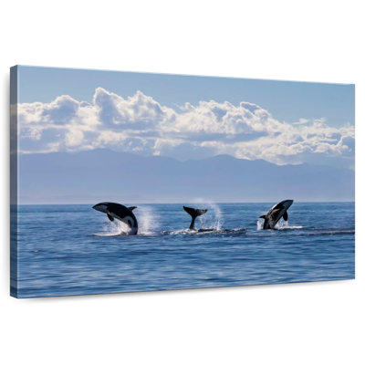 Brampt Lively Killer Whales