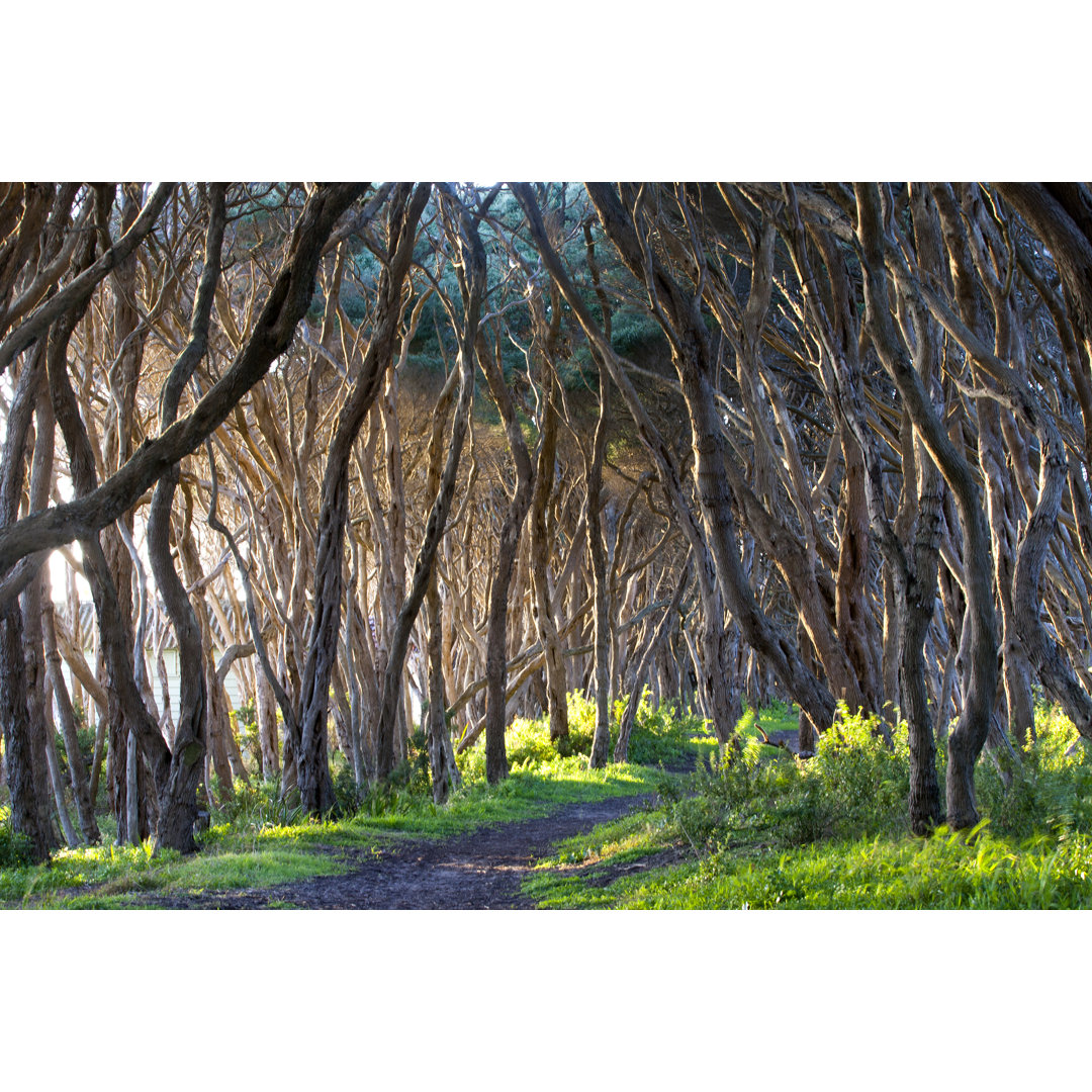 Moonah Tree, Mornington Peninsula, Victoria, Australien von TonyFeder - Drucken