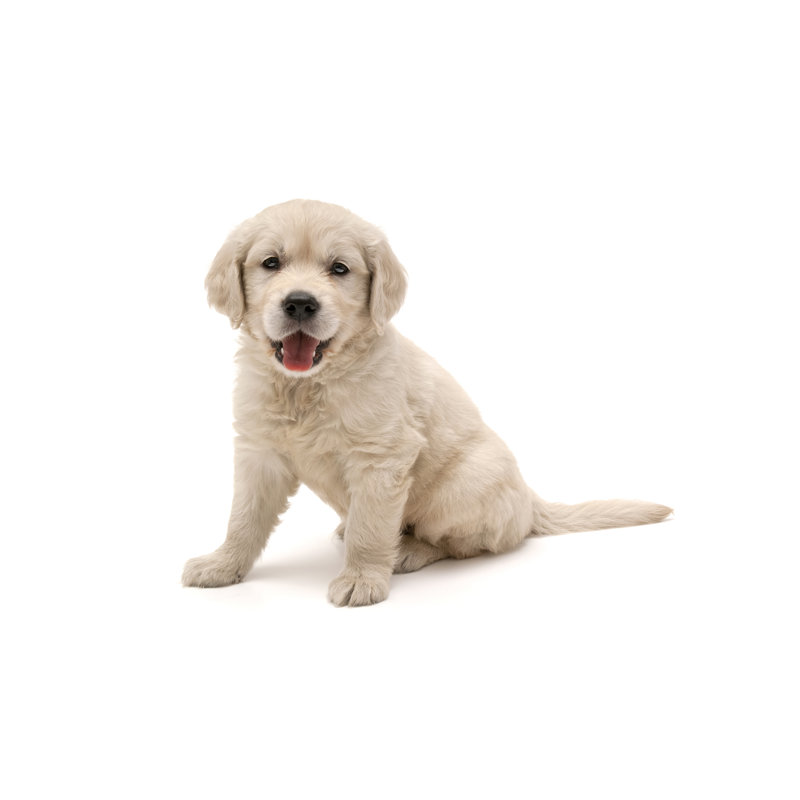 Golden Retriever par 101Cats, H 8 po x l 12 po
