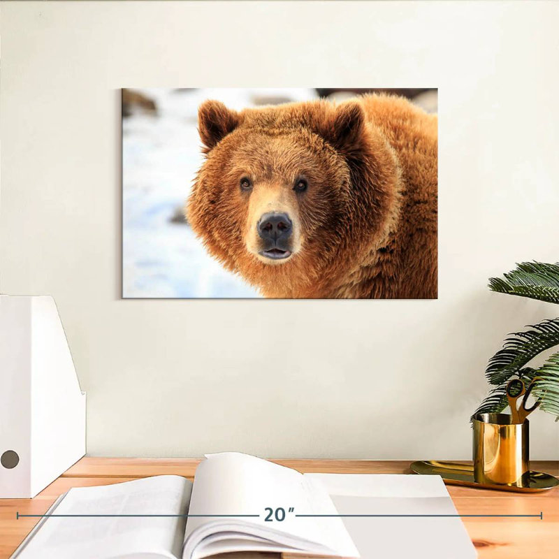 Regard d'ours grizzly, H 8 po x l 12 po